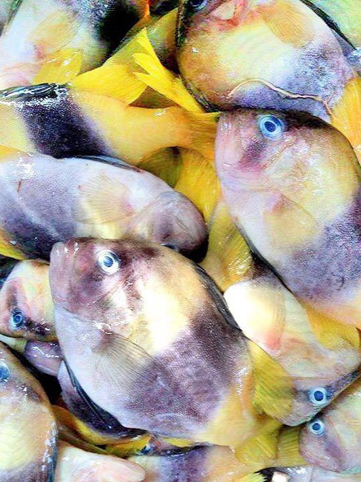 Lần đầu bắt gặp, nhiều người dễ nhầm cá sơn gà với cá nuôi làm cảnh. Ảnh: Internet