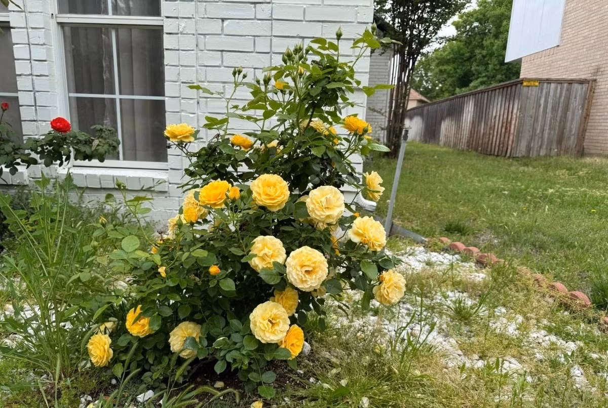 Trong khu phố chỉ có biệt thự của Đan Trường trồng hoa hồng nên thu hút sự chú ý của người qua lại. Ảnh: FB Dan Truong Pham