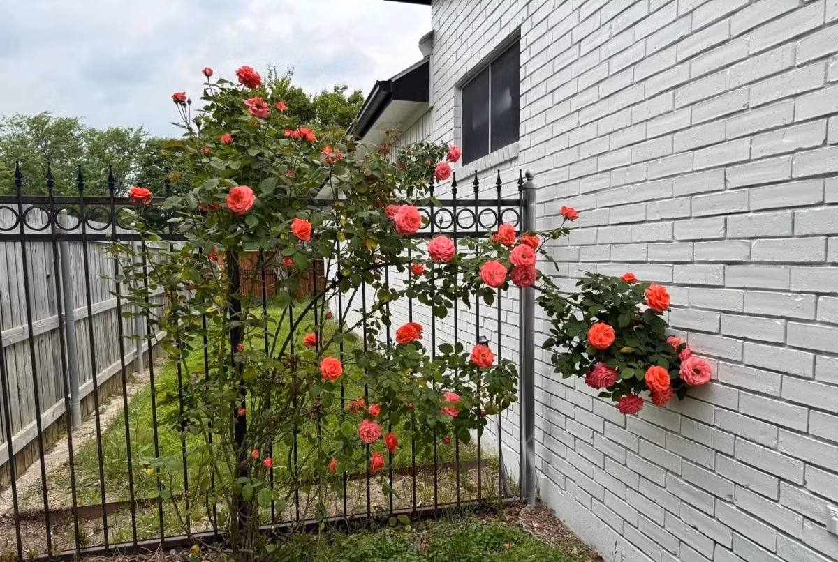 Dù được khen 'mát tay', nam ca sĩ không nhận có kinh nghiệm chăm cây, chỉ thực hiện những công việc cơ bản như tưới nước, nhổ cỏ và bón phân. Ảnh: FB Dan Truong Pham