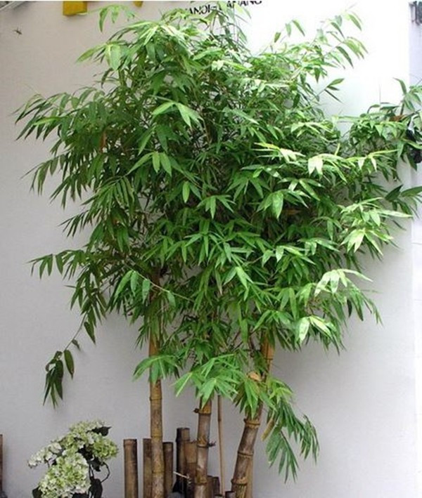Cây thuộc họ tre trúc là lựa chọn tốt cho gia chủ để chiêu tài lộc trong dịp Tết Nguyên đán. Ảnh: Internet
