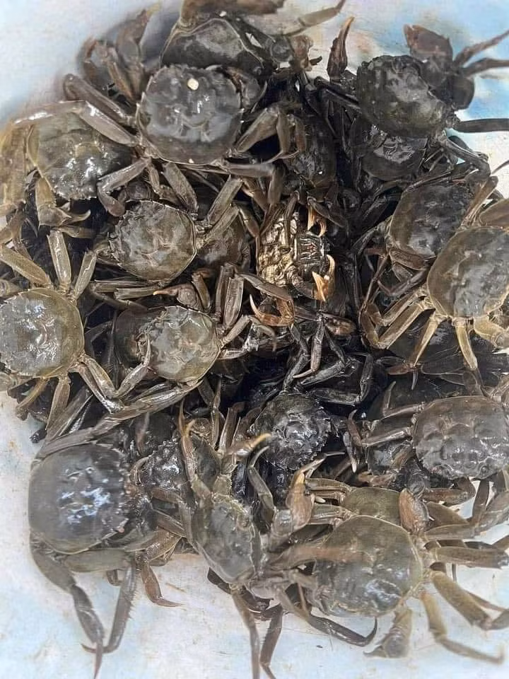 Do chỉ xuất hiện một mùa ngắn, cua da được xếp vào đặc sản hiếm. Ảnh: Facebook