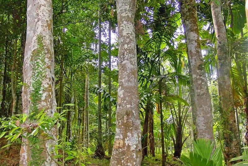 Cây gỗ giáng hương cao từ 15 - 25m, vỏ màu nâu xám và thân thẳng. Ảnh: Nội thất Hpro