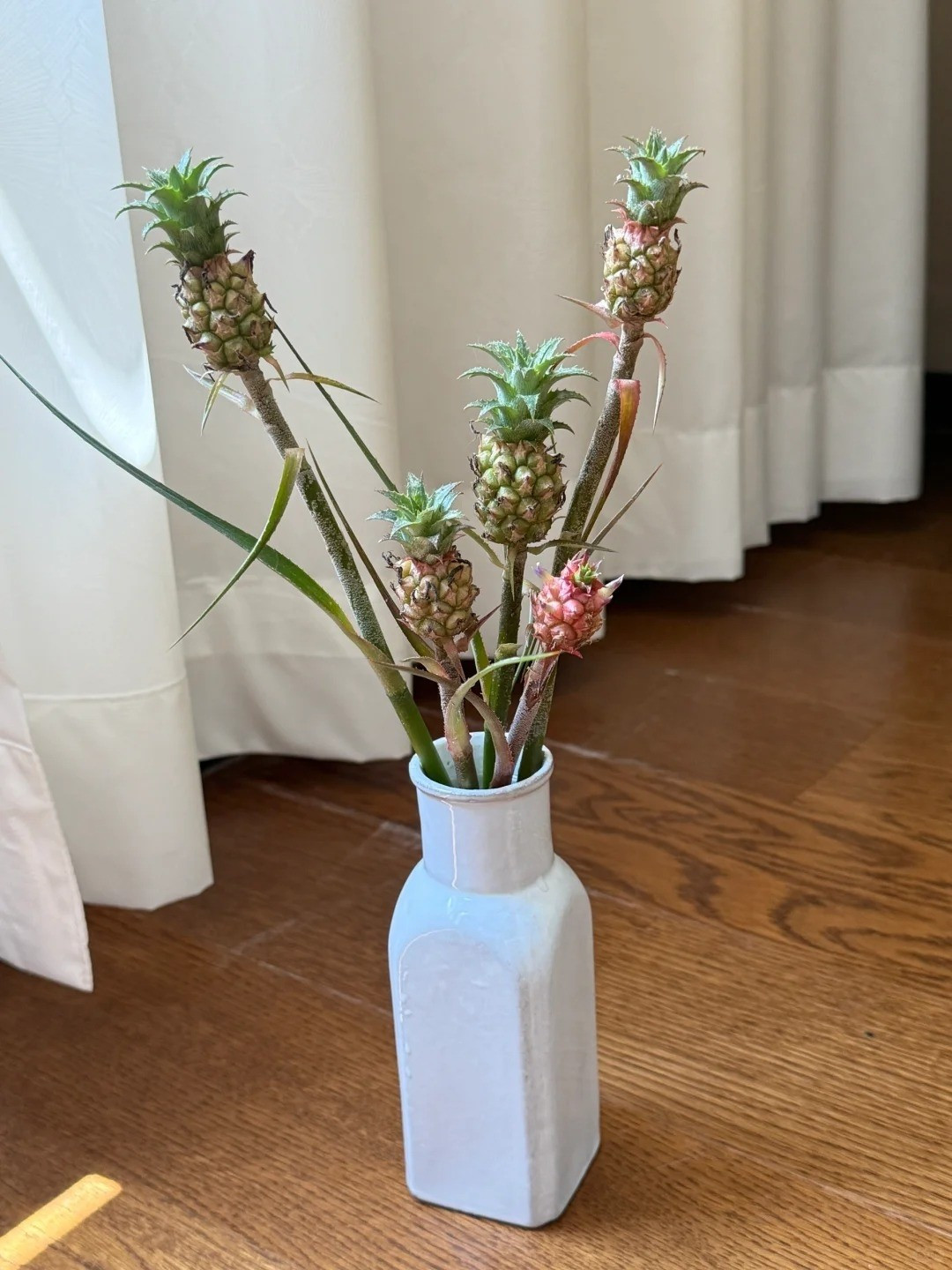 Khi thu hoạch, dứa cảnh mini được cắt kèm phần cuống dài để có thể cắm vào bình như hoa tươi. Ảnh: Facebook