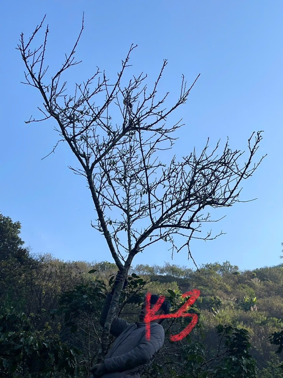 Ban đầu khi mới chặt về, cành mận rừng nhìn không khác gì những bó củi khô. Ảnh: Facebook