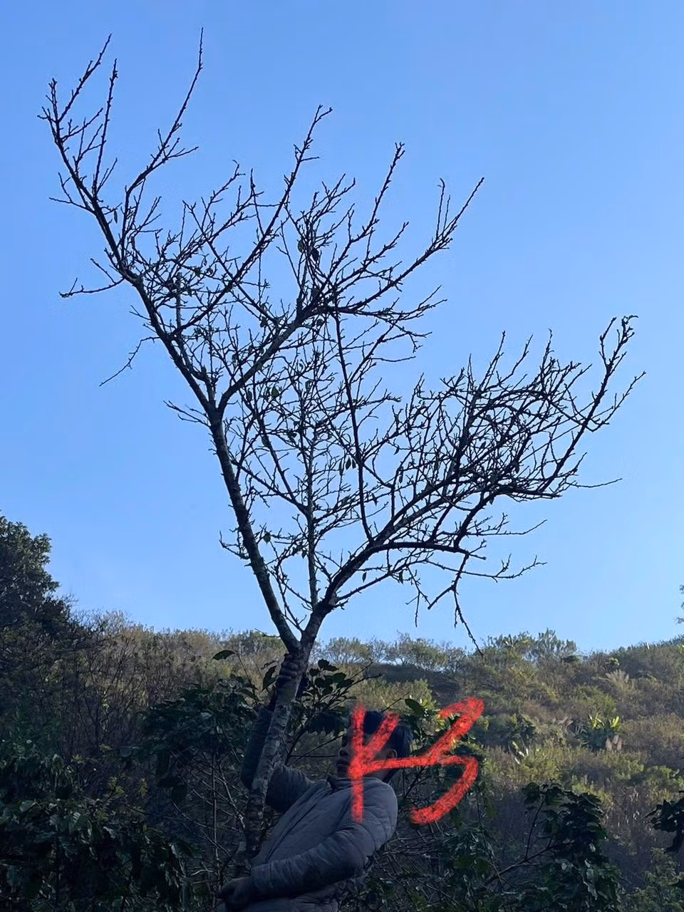 Ban đầu khi mới chặt về, cành mận rừng nhìn không khác gì những bó củi khô. Ảnh: Facebook