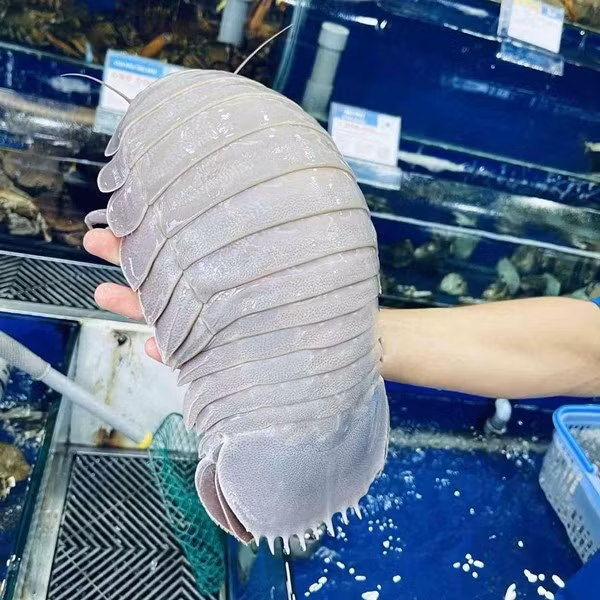 Nhưng vài năm gần đây, nhu cầu trải nghiệm hải sản độc lạ đã đưa bọ biển từ chỗ ít người biết đến thành món ăn được săn tìm. Ảnh: Haisanhoanggia