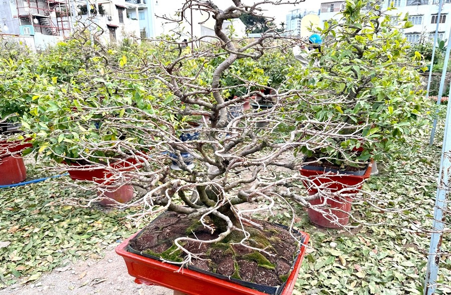 Theo các chủ vườn, lặt lá đúng thời điểm là yếu tố quyết định để mai nở rộ trong ba ngày Tết. Ảnh: Thương Trường