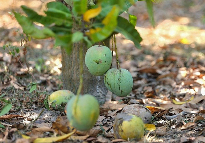 Thậm chí, xoài chín rụng đầy gốc cây được nông dân gom làm phân bón. Ảnh: Vietnamnet