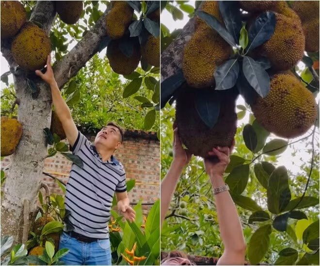 Cây mít trong vườn chi chít quả. Ảnh: FB Phạm Phương Thảo