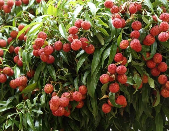 Vải Kaimana Australia nhập về Việt Nam theo đường hàng không nên giữ được độ tươi, đóng hộp đẹp mắt. Ảnh: Edunetwork