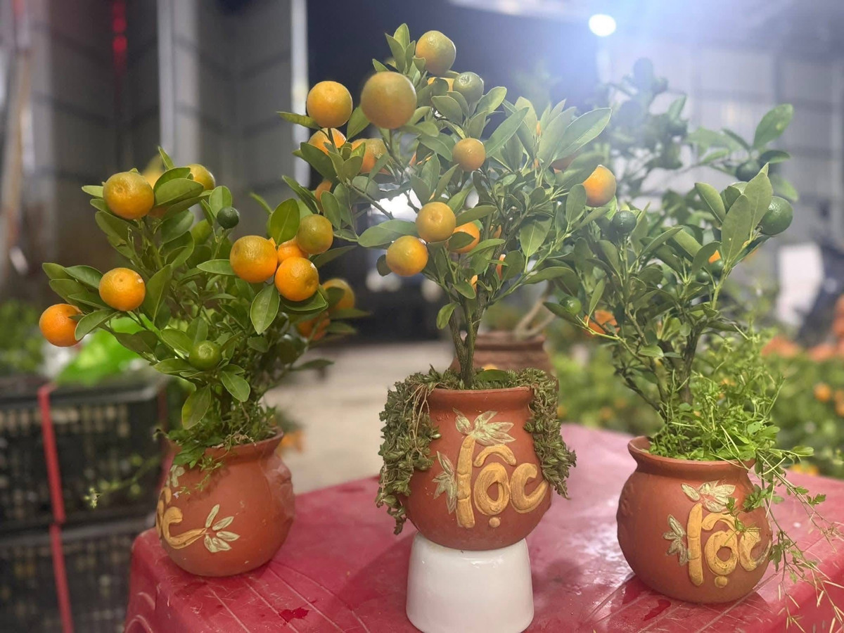 Cây quất mini đặt trong chậu nhỏ có chữ tài lộc. Ảnh: Facebook