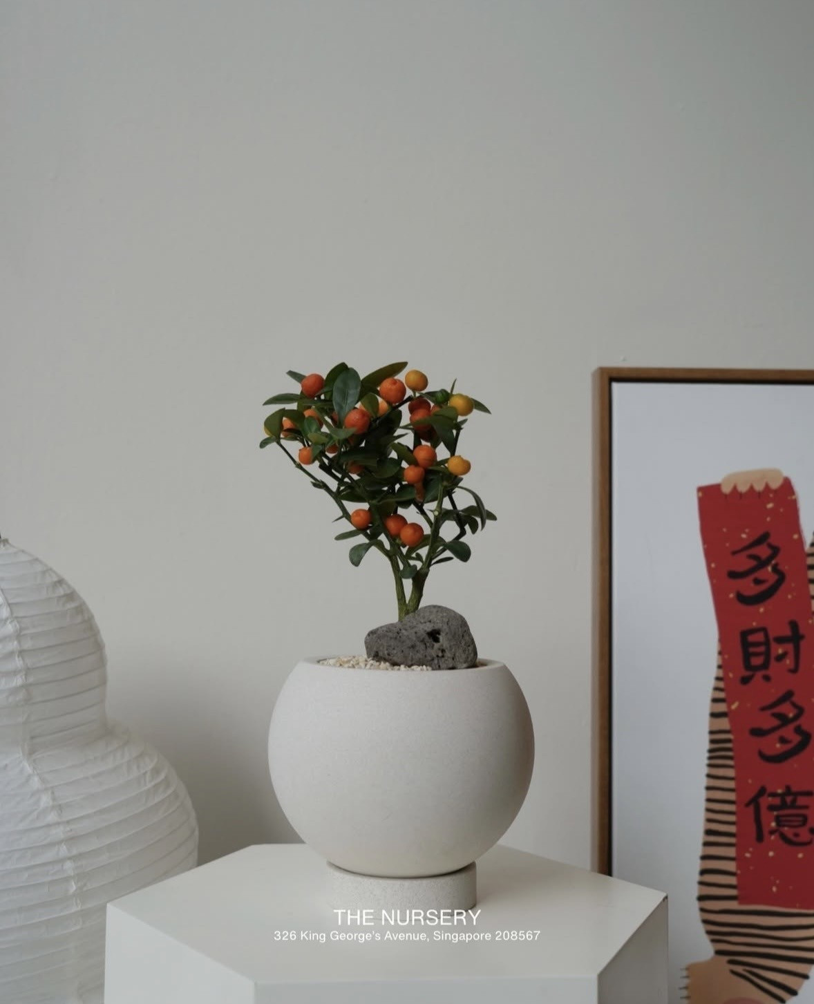 Mỗi chậu quất mini giá chỉ khoảng 300.000 đồng, thậm chí dưới 200.000 đồng nếu tự setup. Ảnh: The Nursery - Singapore