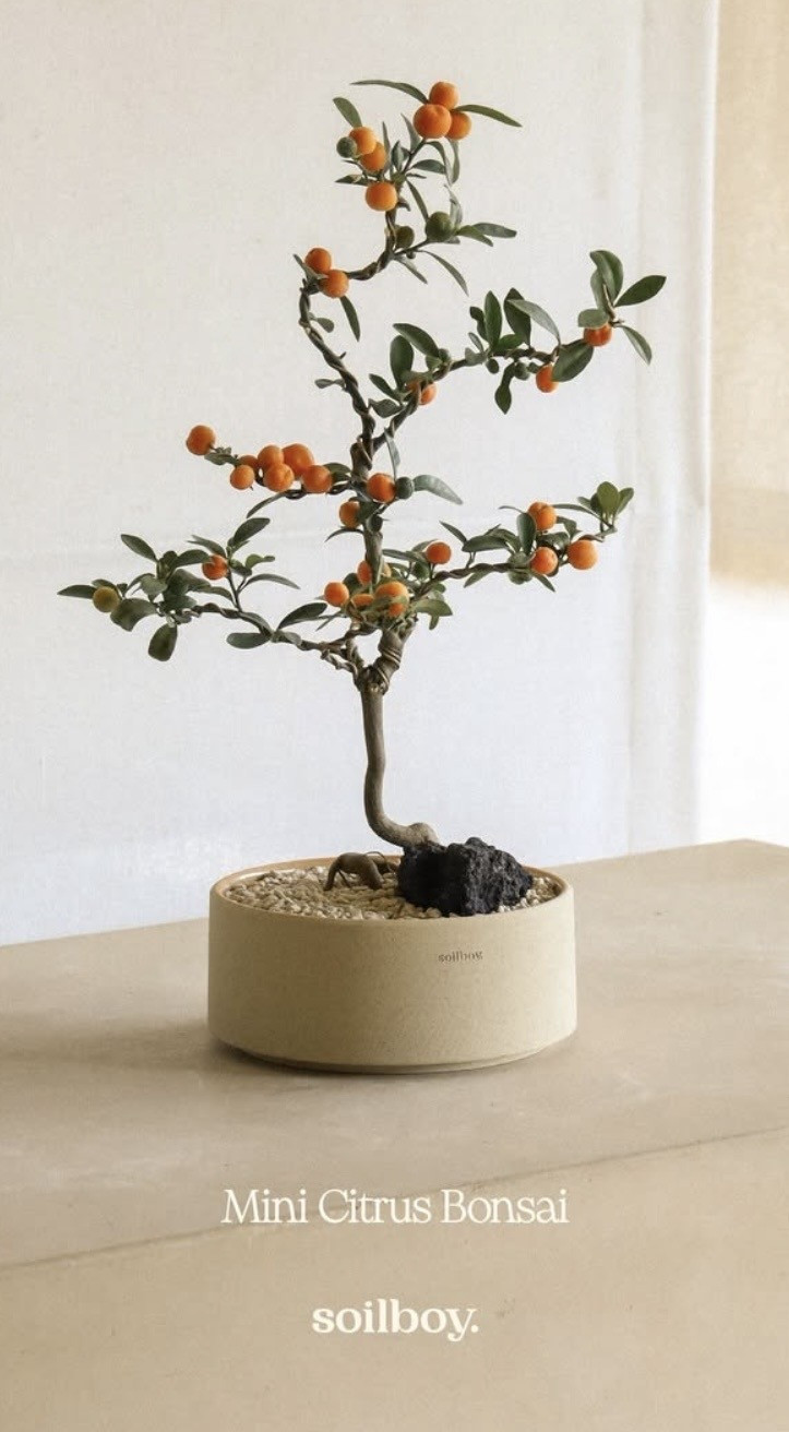 Từ cuối tháng 12/2025, các tiệm hoa và người bán online ở Trung Quốc, Singapore, Malaysia đã chia sẻ hàng loạt hình ảnh chậu quất mini và nhận được hàng nghìn lượt tương tác. Ảnh: Ảnh: Soilboy - Singapore