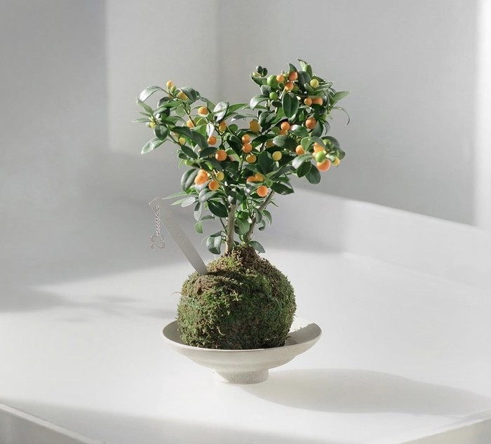 Dáng cây hơi hướng bonsai nhẹ nhàng nhưng không quá cầu kỳ. Ảnh: Sunsi-co - Hong Kong