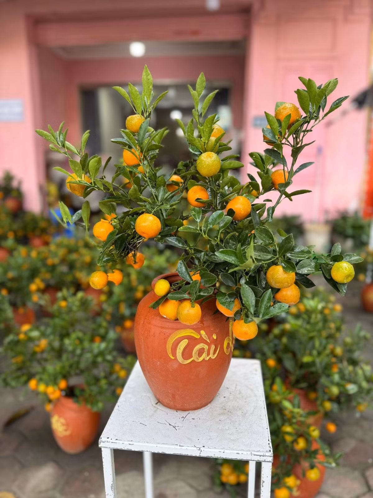 Hơn một tuần nữa là đến Tết Nguyên đán Bính Ngọ 2026, không khí mua sắm cây cảnh nhộn nhịp khắp các chợ hoa và mạng xã hội. Ảnh: Facebook