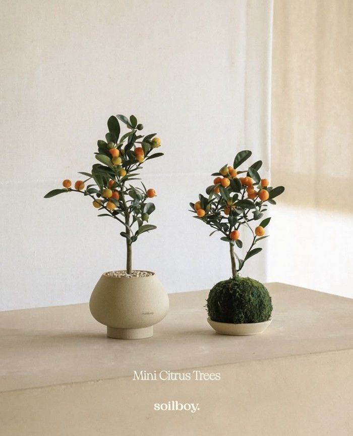 Những chậu quất này có kích thước nhỏ (lá bé, quả nhỏ), chậu tối giản kiểu gốm mộc đơn sắc hoặc bầu đất bọc rêu hình cầu. Ảnh: Soilboy - Singapore