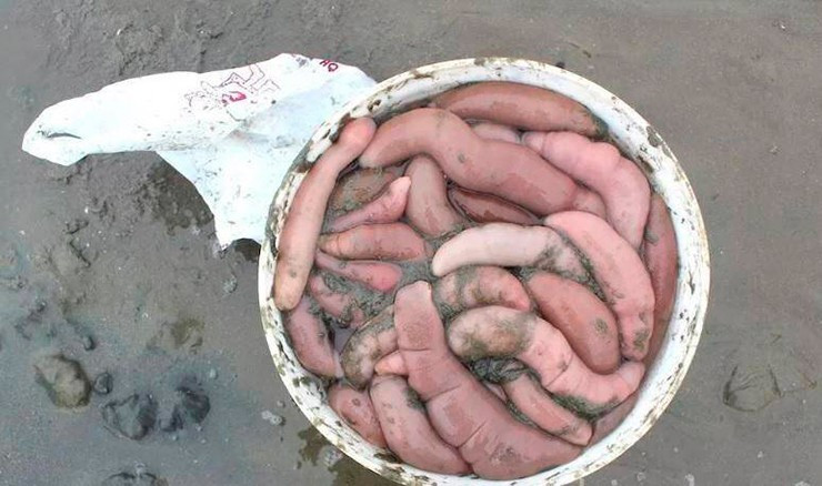 Ở Hàn Quốc, cá dương vật được tiêu thụ quanh năm, nhưng mùa cao điểm thường kéo dài từ tháng 3 đến tháng 10 hằng năm, lúc đó thịt ngọt và thơm ngon nhất. Ảnh: Flickr