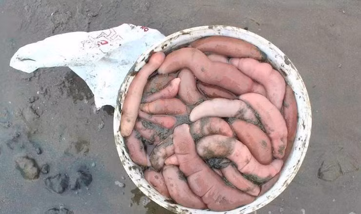 Ở Hàn Quốc, cá dương vật được tiêu thụ quanh năm, nhưng mùa cao điểm thường kéo dài từ tháng 3 đến tháng 10 hằng năm, lúc đó thịt ngọt và thơm ngon nhất. Ảnh: Flickr