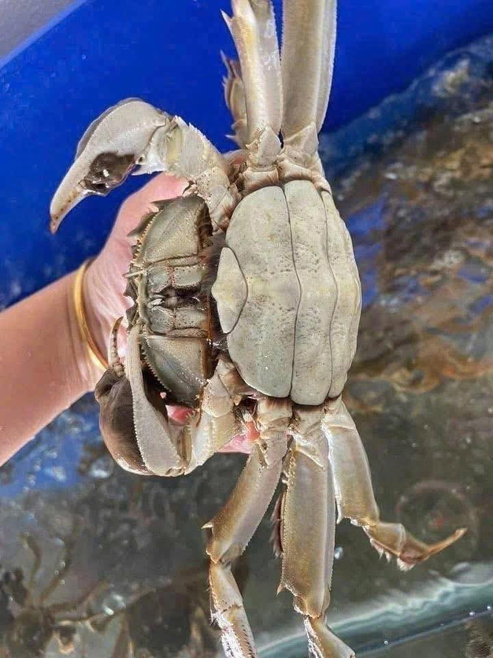 Thậm chí, một số đầu mối còn chào bán 90.000-100.000 đồng một con, mức hiếm gặp ở các mùa trước. Ảnh: Facebook