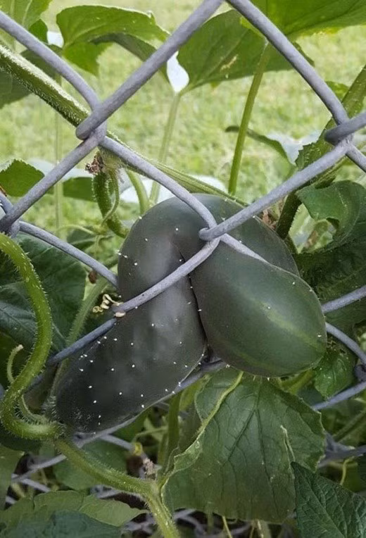 Bao nhiêu chỗ đẹp, không muốn mọc, lại thích chui vào đây nằm "cong mông" lên. Ảnh: Facebook