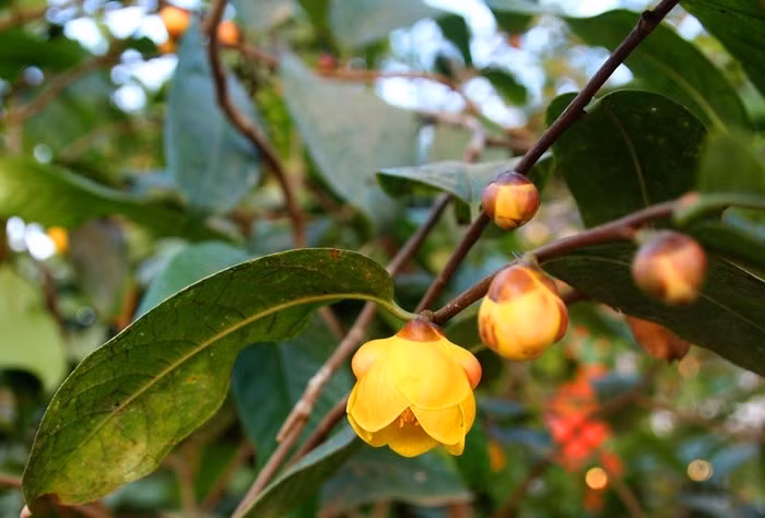 Trà hoa vàng thuộc họ chè, được mệnh danh là "vàng ròng trong giới thực vật" hay "cây của giới nhà giàu". Ảnh; Vietnamnet