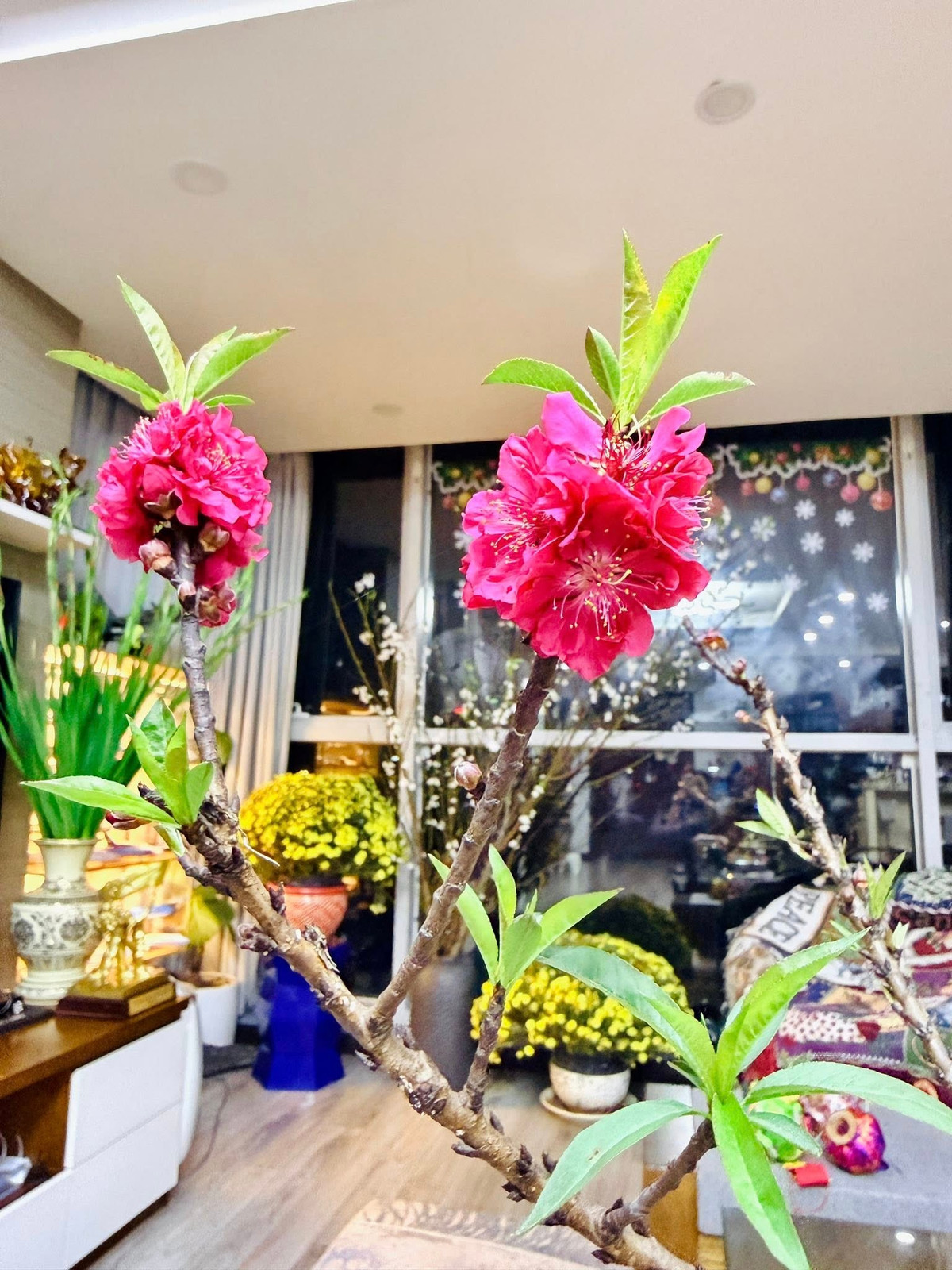 Đây là loại đào quý hiếm với những bông hoa to mập, đỏ thắm như miệng chén. Ảnh: FB Trang Hoàng