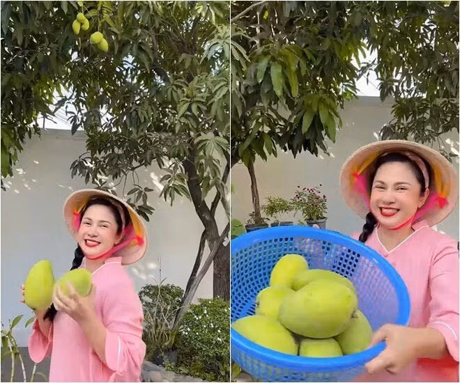 Đặc biệt, trong khu vườn rộng rãi, Việt Trinh trồng đến 30 gốc xoài. Ảnh chụp màn hình