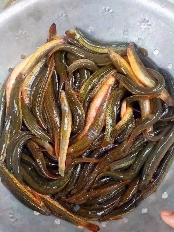 Mùa nước nổi, các chạch bơi lội khắp đồng ruộng. Khi nước rút, chạch lẩn sâu xuống bùn ao hay kênh rạch. Ảnh: Facebook