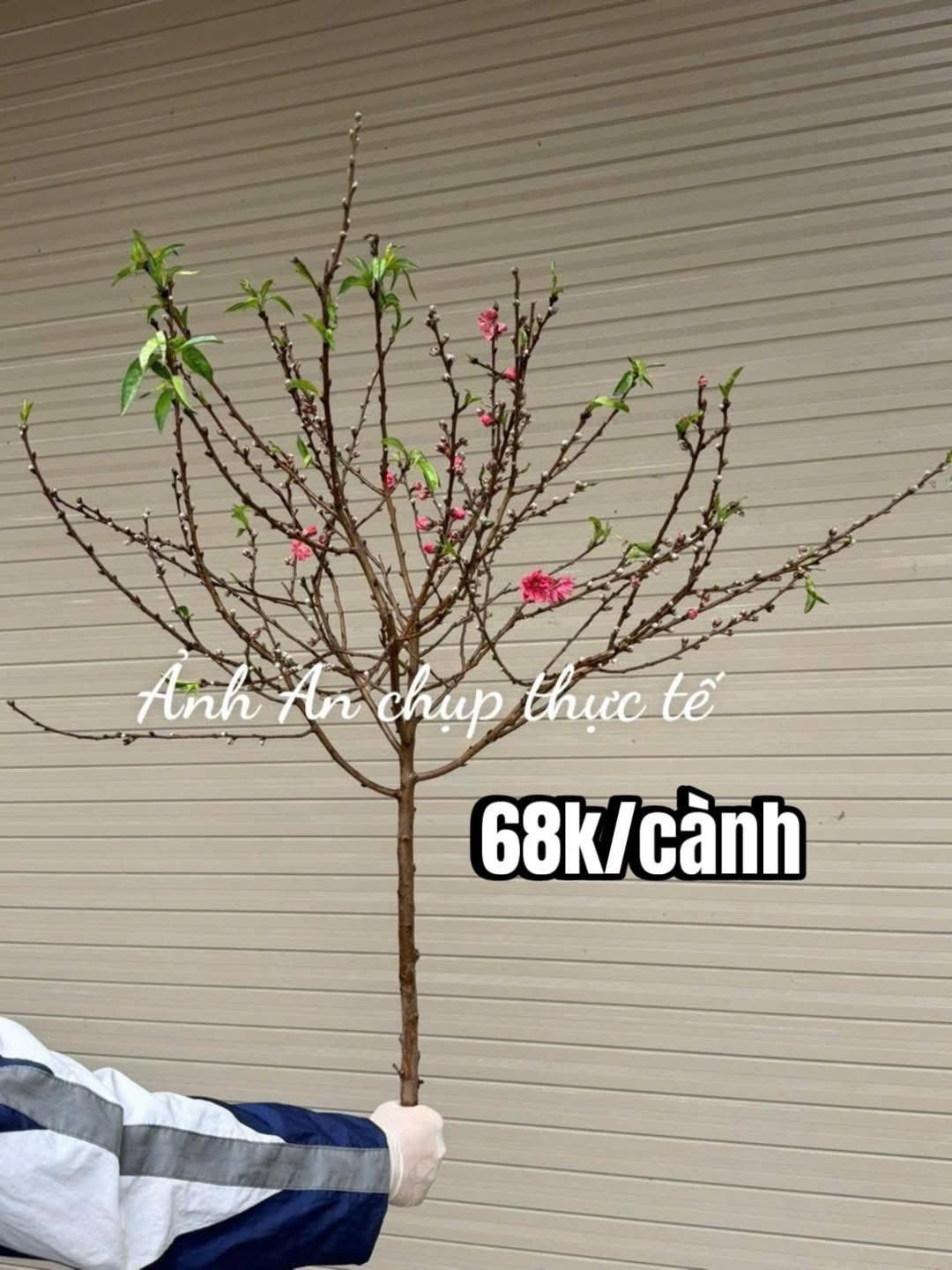 Trong khi đào thế lớn đòi hỏi không gian rộng và chi phí cao, thì đào mini linh hoạt hơn khi có thể đặt ở phòng khách, bàn ăn, bàn làm việc hay ban thờ, không chiếm nhiều diện tích. Ảnh: FB An Corner Shop