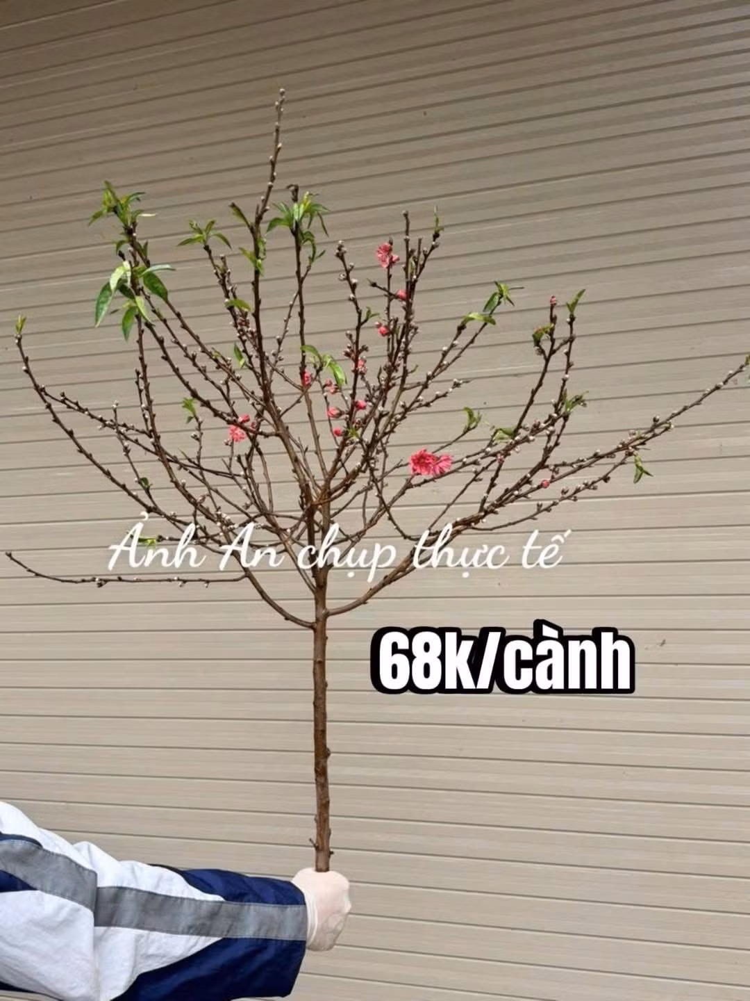 Trong khi đào thế lớn đòi hỏi không gian rộng và chi phí cao, thì đào mini linh hoạt hơn khi có thể đặt ở phòng khách, bàn ăn, bàn làm việc hay ban thờ, không chiếm nhiều diện tích. Ảnh: FB An Corner Shop