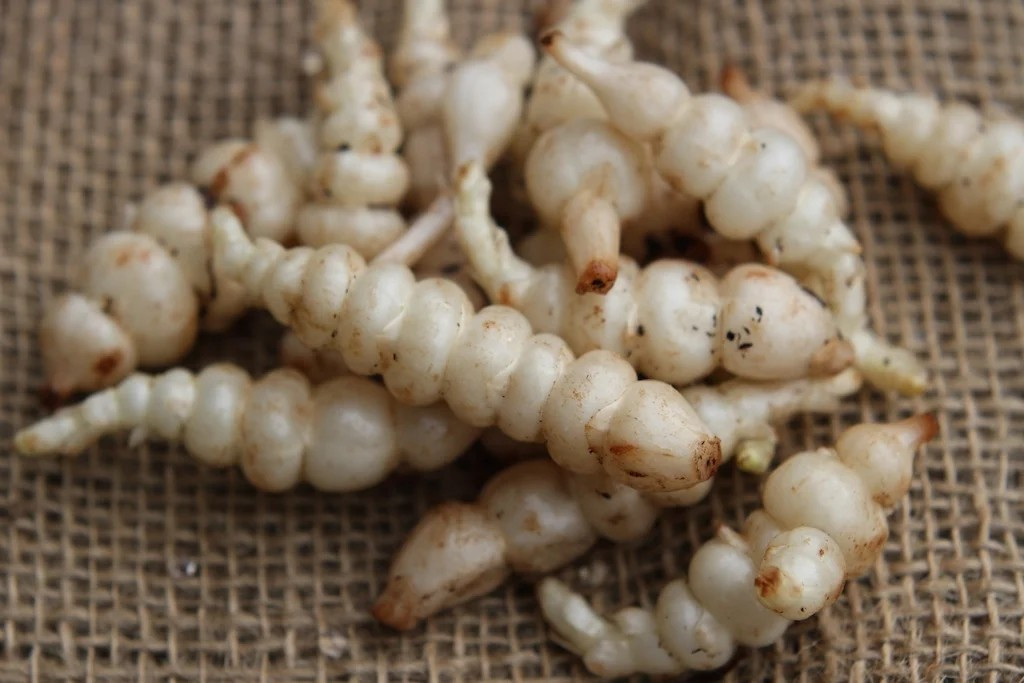 Phần thân và lá chẳng có gì khác biệt so với cỏ dại, nhưng phần rễ là “linh hồn” của loại rau này. Ảnh: ABC