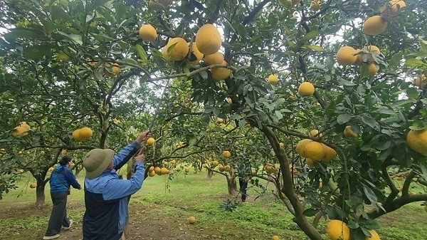 Năm nay, dù chịu nhiều thiệt hại do tác động của các cơn bão liên tiếp, song nhờ áp dụng kỹ thuật chăm sóc và kinh nghiệm ứng phó linh hoạt với thời tiết khắc nghiệt, người trồng bưởi vẫn giữ được vườn cây ổn định. Ảnh: Suckhoedoisong