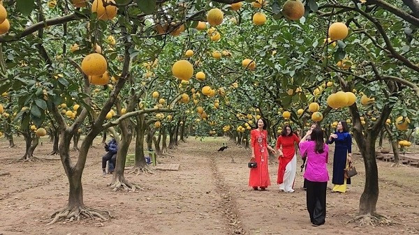 Mỗi ngày, các vườn bưởi thu hút khoảng 70-100 lượt khách đến tham quan. Ảnh: Suckhoedoisong