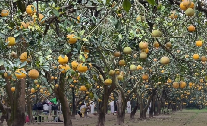 Những tháng cuối năm, trái bưởi có điều kiện phát triển tốt, đạt độ ngọt cao, quả to tròn, đều đẹp, lớp vỏ chuyển vàng óng, bắt mắt. Ảnh: Laodongthudo