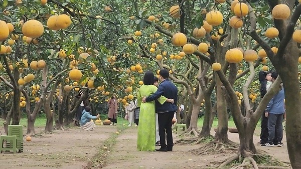 Để tăng nguồn thu, nhiều nhà vườn bưởi Diễn mở thêm dịch vụ đón khách tham quan, check-in, chụp ảnh có thu phí. Ảnh: Suckhoedoisong
