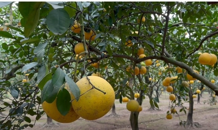 Mỗi trái bưởi nặng từ 7 - 8 lạng đến 1,2 kg. Ảnh: Laodongthudo