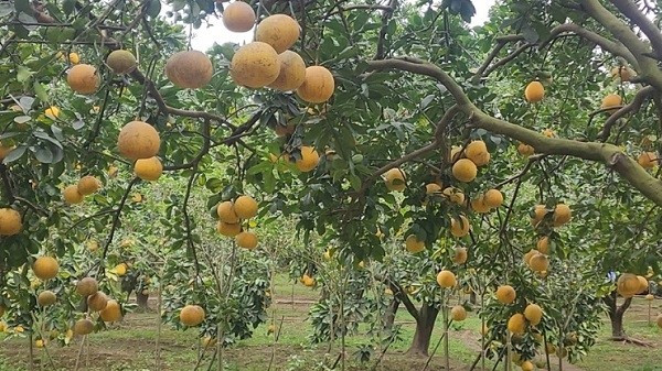 Những gốc bưởi Diễn tại đây đều đã hơn 20 năm. Theo kinh nghiệm của người trồng bưởi, bưởi càng già cây, vò càng rám, hương vị càng thơm ngon, đậm đà. Ảnh: Suckhoedoisong