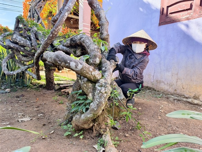 Hiện nay, gốc cây phân nhiều nhánh, quấn chặt nhau rồi leo lên mái nhà. Ảnh: Người lao động