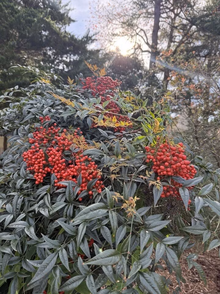 Cây nam thiên trúc mang vẻ đẹp nhẹ nhàng, thanh lịch nhưng mang ý nghĩa tốt lành về may mắn và tài lộc. Ảnh: FB Lien Pham