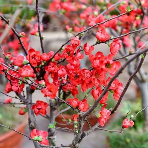 Mai đỏ dáng nhỏ, hoa 5 cánh đỏ thẫm hoặc đỏ cam, tượng trưng cho sự sung túc, phát triển và khởi đầu mới. Ảnh: Khuôn Chậu Cảnh