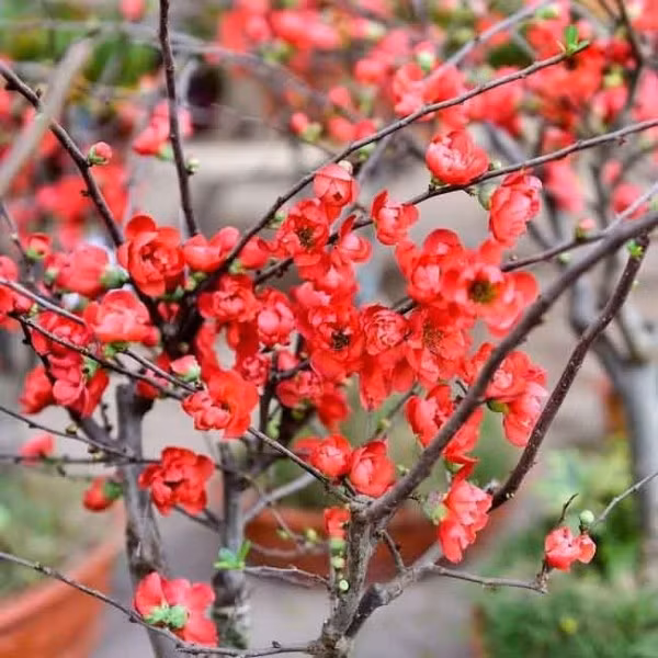 Mai đỏ dáng nhỏ, hoa 5 cánh đỏ thẫm hoặc đỏ cam, tượng trưng cho sự sung túc, phát triển và khởi đầu mới. Ảnh: Khuôn Chậu Cảnh