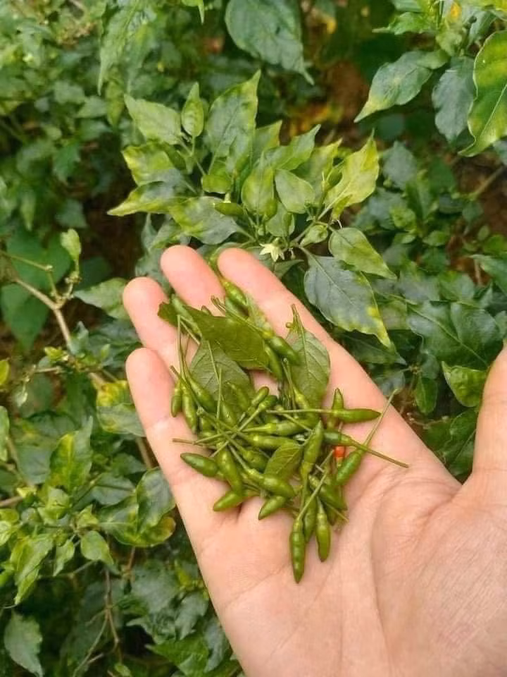 Ớt gió còn có tên gọi khác là ớt thóc, kích thước nhỏ, hương vị cay dịu, mùi thảo mộc khác với nhiều loại ớt thông thường. Ảnh: Facebook