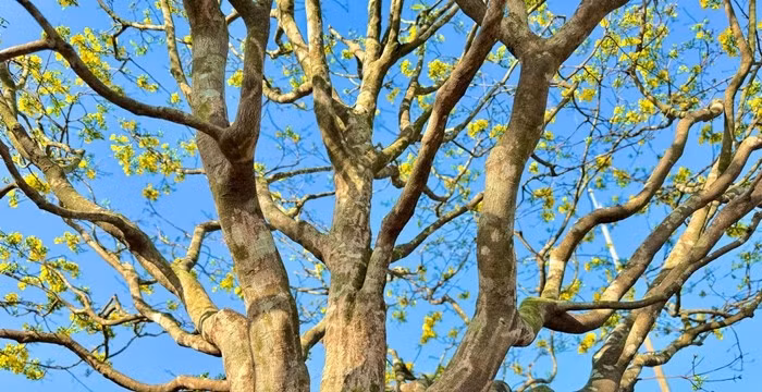 Từ gốc lên tới các “tay cành” chỉ khoảng 20cm, nhưng 5 cành chính tỏa ra các hướng khá hài hòa, cân xứng. Ảnh: Tiền phong