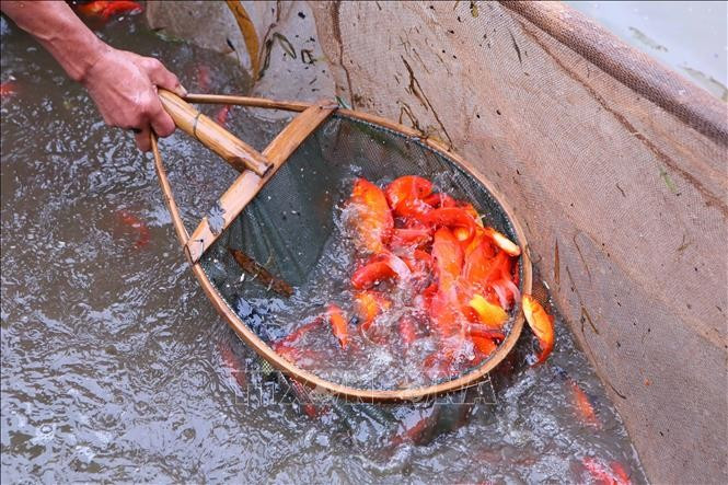Phường Thiên Trường (tỉnh Ninh Bình) được coi là thủ phủ cá chép tại miền Bắc. Những ngày này, các hộ nuôi cá chép cảnh tại phường Thiên Trường tất bật vào vụ thu hoạch. Ảnh: TTXVN