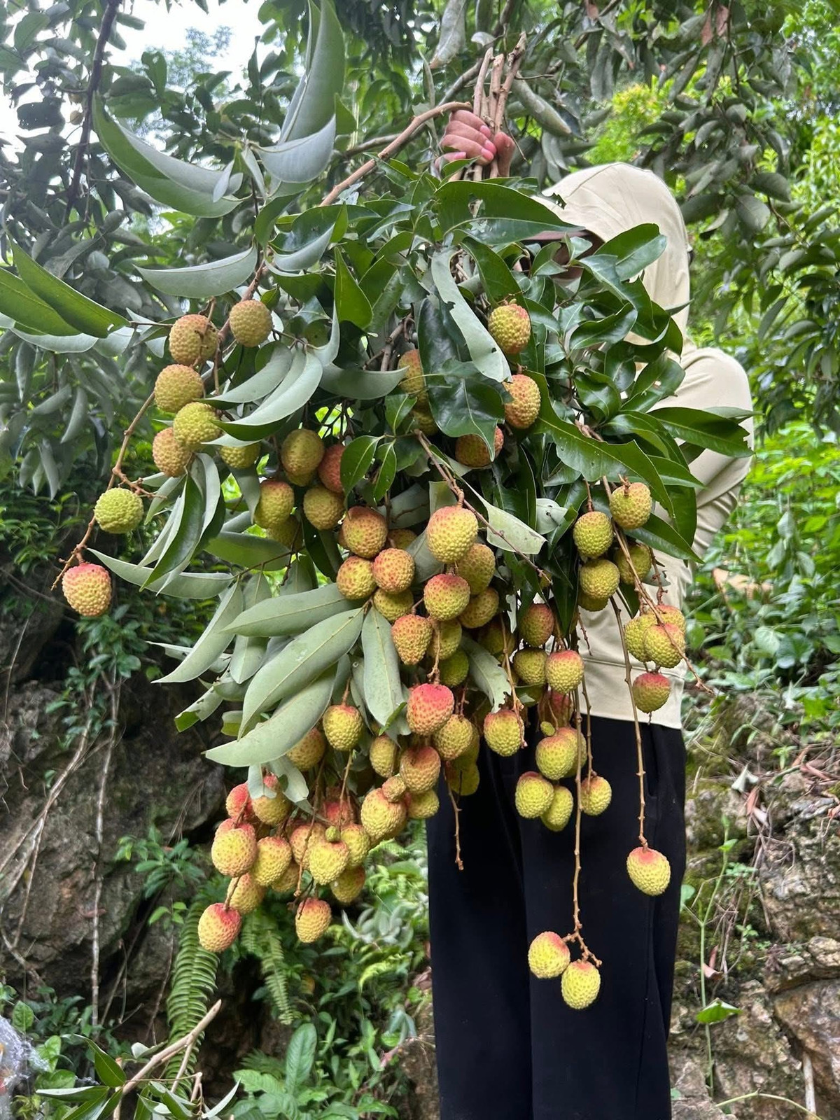 View - Vừa xuất hiện, cành quả vải độc lạ đã "gây sốt" thị trường | Báo Tri thức và Cuộc sống - TIN TỨC PHỔ BIẾN KIẾN THỨC 24H