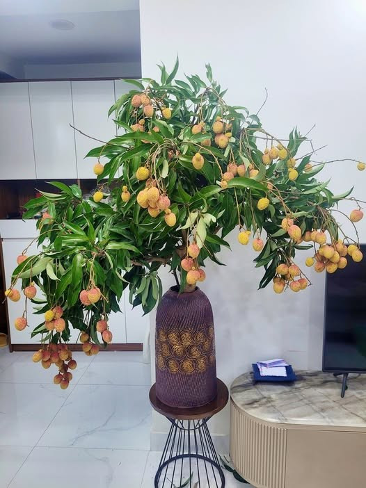 View - Vừa xuất hiện, cành quả vải độc lạ đã "gây sốt" thị trường | Báo Tri thức và Cuộc sống - TIN TỨC PHỔ BIẾN KIẾN THỨC 24H