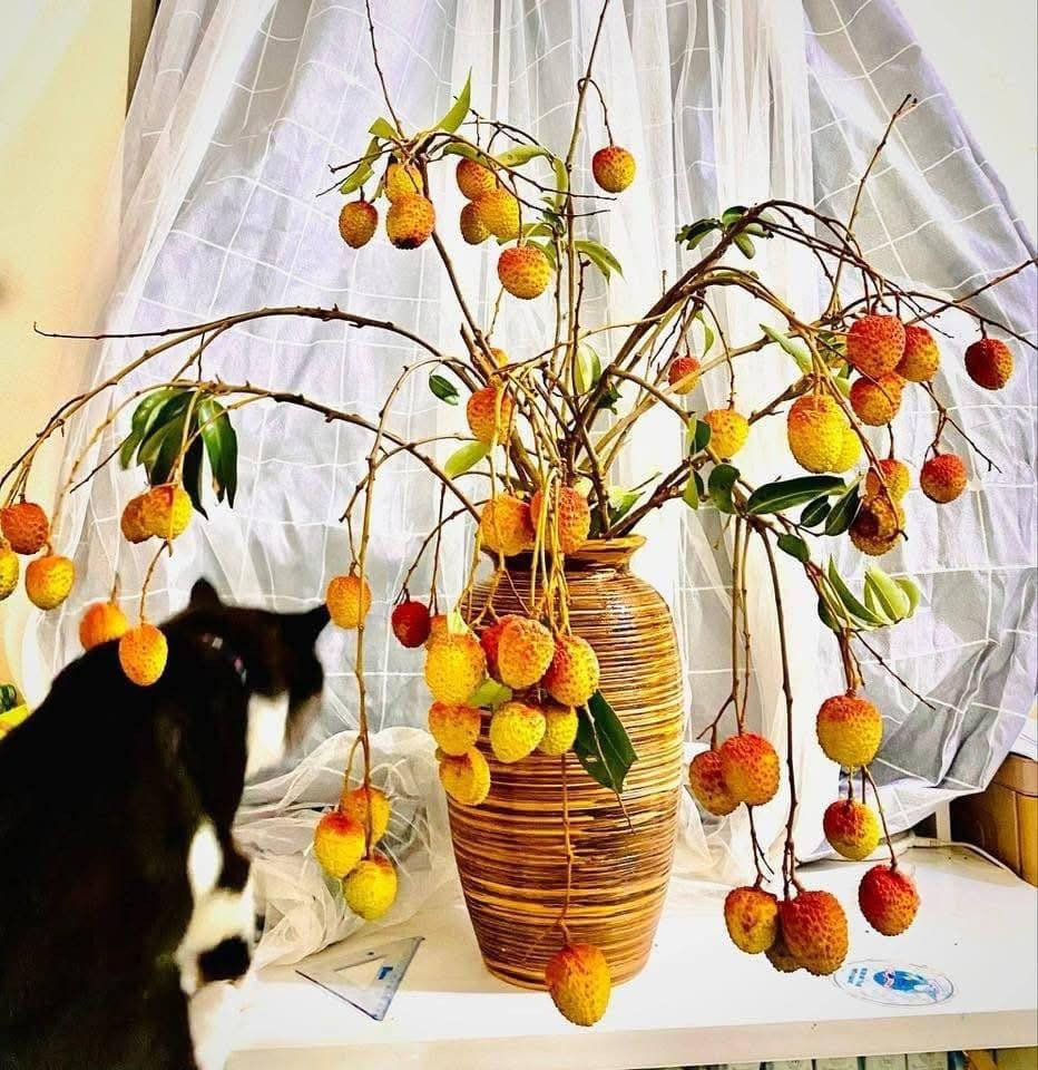 View - Vừa xuất hiện, cành quả vải độc lạ đã "gây sốt" thị trường | Báo Tri thức và Cuộc sống - TIN TỨC PHỔ BIẾN KIẾN THỨC 24H