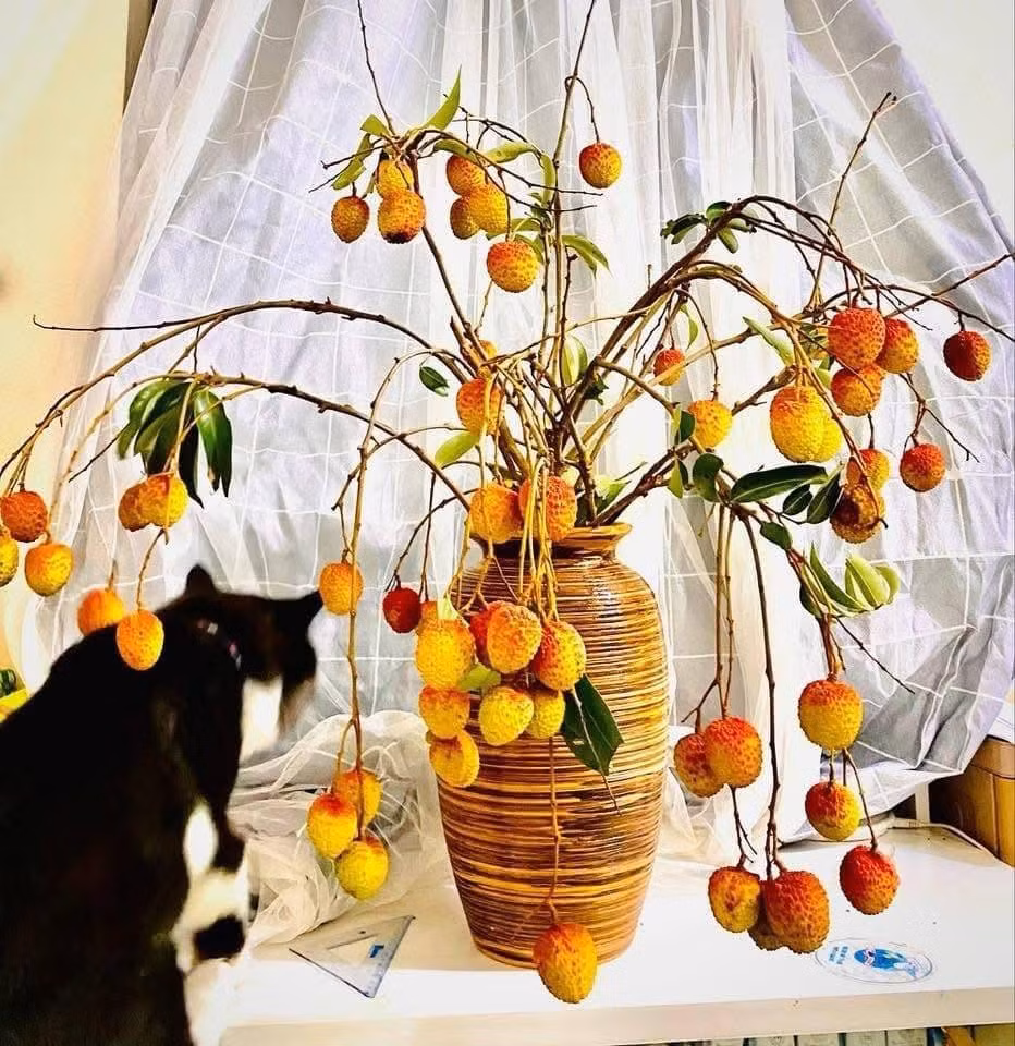 Mới đây nhất, thú chơi cành quả vải độc đáo đang khiến hội chị em thích thú. Ảnh: FB Thuỳ Tây's
