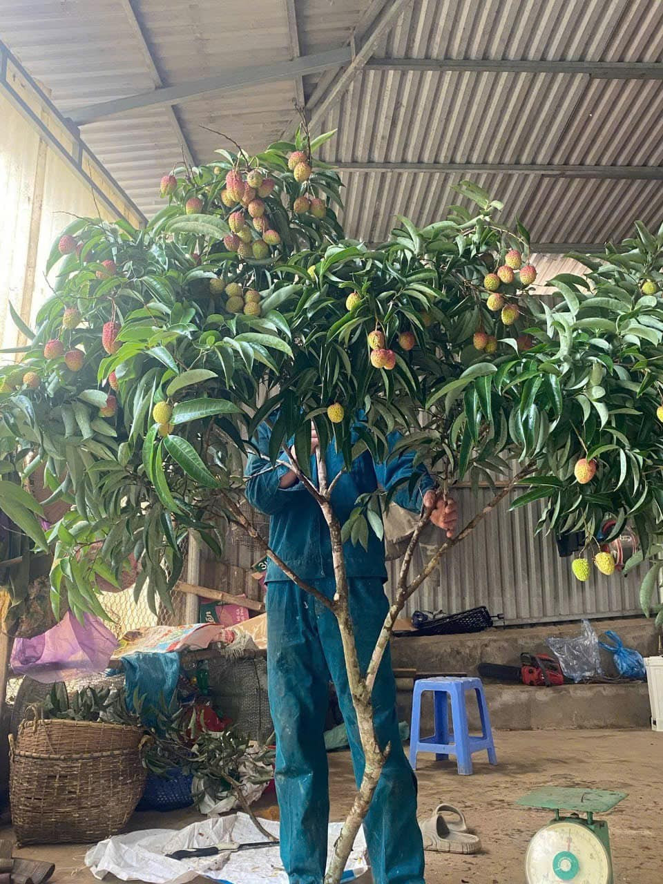 View - Vừa xuất hiện, cành quả vải độc lạ đã "gây sốt" thị trường | Báo Tri thức và Cuộc sống - TIN TỨC PHỔ BIẾN KIẾN THỨC 24H