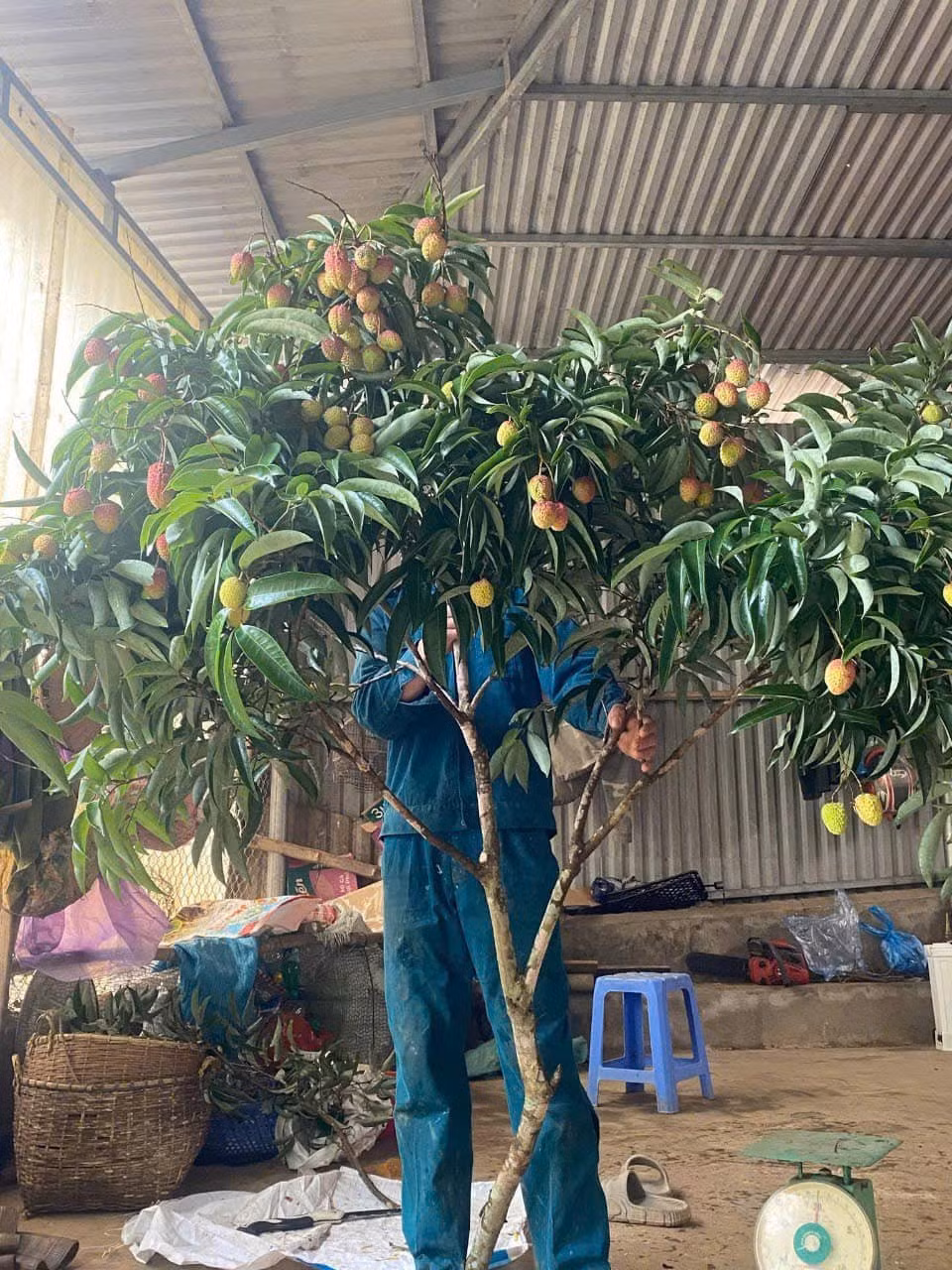 Trong khi đó, những cành quả vải cao khoảng 1,5 mét, to nhiều nhánh giá từ 150.000 - 299.000 đồng/cành. Ảnh: FB Vy Ngô